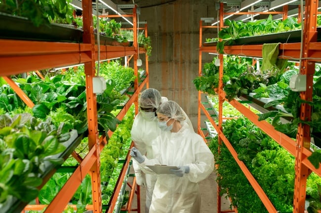 Gardeners examine plants in an indoor vertical farming system